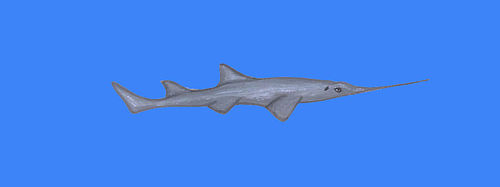 Knifetooth sawfish